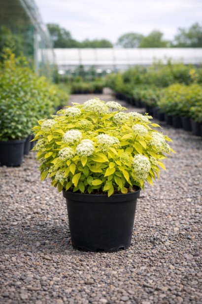 Спірея японська Вайт Голд контейнер С3, 3 л